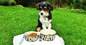 dog sitting on grass in front of food and water bowls