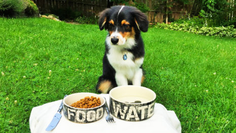 dog sitting on grass in front of food and water bowls