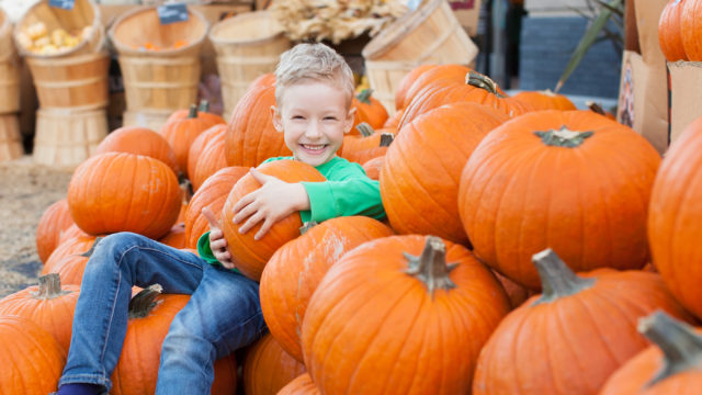 little excited kid enjoying time at pumpkin patch sitting in the huge pile of pumpkins