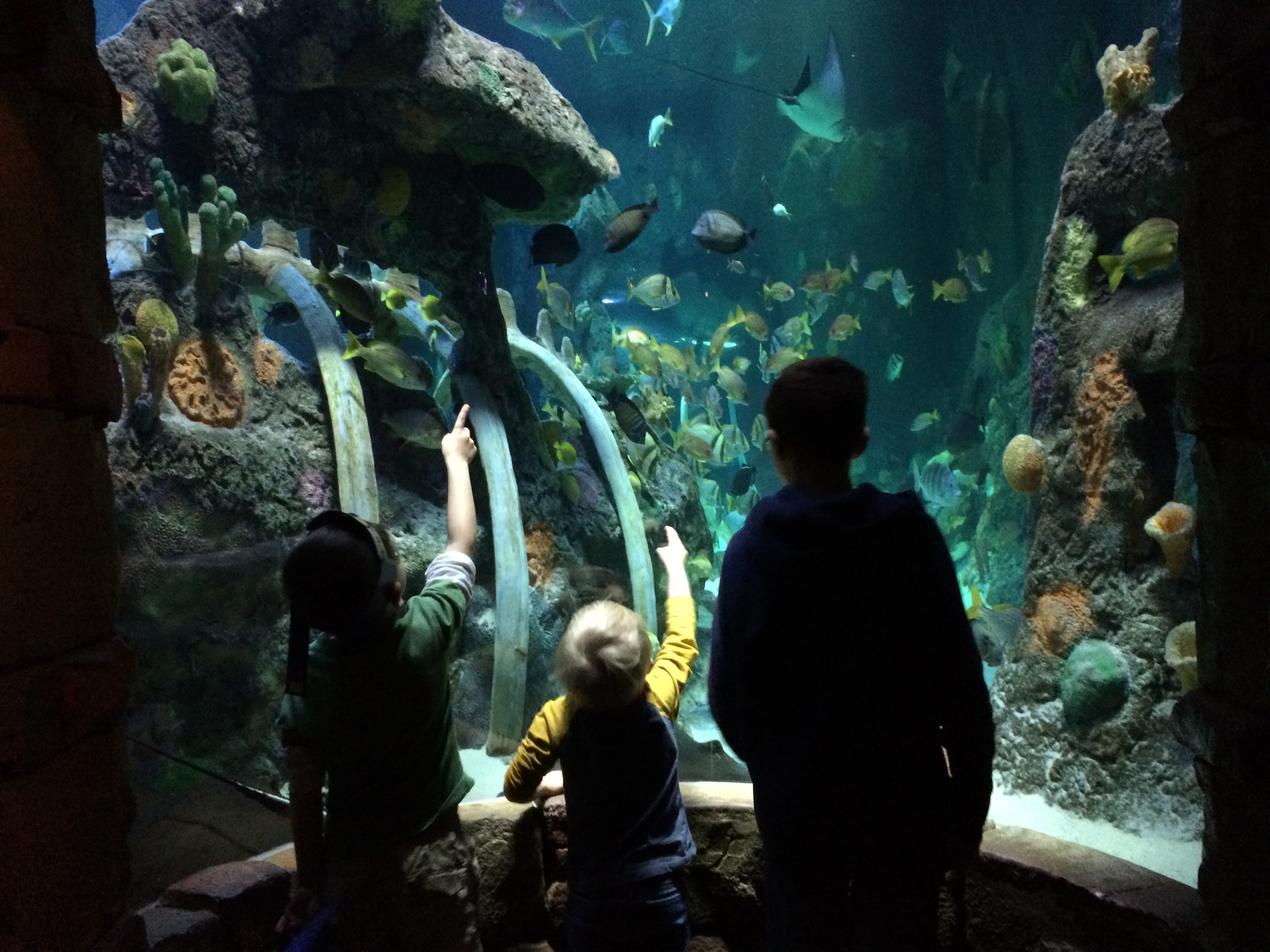 Sea Life Aquarium Kansas City 