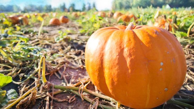 top pumpkin patches to visit in St. Louis