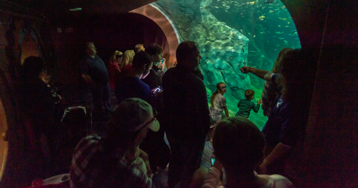 Sting Ray at St. Louis Aquarium